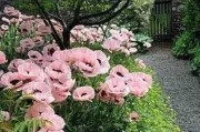 前门种花旺，花香满