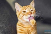 给猫起名字，吉凶与意义的探讨