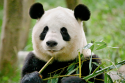 熊猫宝宝取名，让小可爱的名字充满自然与文化气息