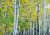 白杨树算命不准，科学与迷信的对话
