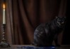 梦见捉黑猫，解读这个神秘的梦境预兆