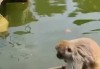 猴子宝宝取名，文化与艺术的融合