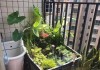 什么鱼缸造景好呢