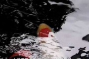 锦鲤为何得名？背后的神秘象征
