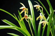 兰花十二星座花语解析
