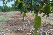 ,可以谈谈种植果树的注意事项,比如选择合适的地点、土壤要求、浇水和施肥的方法,以及如何定期修剪。此外,可以加入一些学的理论,比如植物如何影响气场,如何通过果树的布局来平衡家宅的气场 ,可以谈谈种植果树的注意事项,比如选择合适的地点、土壤要求、浇水和施肥的方法,以及如何定期修剪。此外,可以加入一些学的理论,比如植物如何影响气场,如何通过果树的布局来平衡家宅的气场