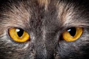 猫眼，解读生活中的隐喻与象征