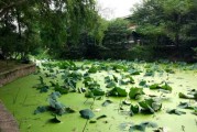 池塘修什么形状有利