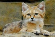 算命为何禁止养猫？猫与命理学的不和谐之源