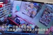 猴子偷牛，解读人性的贪婪与满足