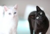 猫死在家里预示什么意思周公解梦