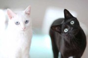 猫死在家里预示什么意思周公解梦