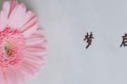 梦见很多饿虎，解读内心深处的渴望与