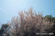 植物，界不可忽视的神秘力量