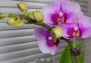 南方养花指南，选择适合的花卉提升运势