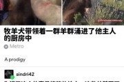 什么样得狗不好