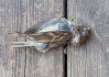 麻雀被人咬死，预兆与解梦解析