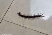 发现蜈蚣，预兆与解梦探索