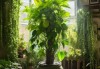 发财树、绿萝、发财水，屋内种植植物的全解析