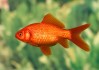 fish horoscopes:Interpretations and Omen Signs