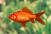 fish horoscopes:Interpretations and Omen Signs