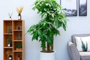 家养招财，植物、装饰与布局的艺术