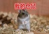 十二星座，我的仓鼠朋友