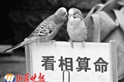 街边算命的鹦鹉，一场跨越物种的灵性对话