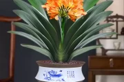 朝北墙面放什么植物好，学与植物搭配的艺术