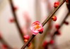 梅花是什么算命方法