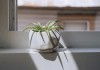 新屋植物推荐，让家居充满生机与和谐