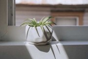 新房植物推荐，让新家充满生机与和谐