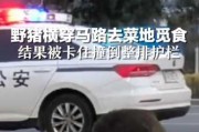 梦见野猪堵路，预兆与解梦的深层解析