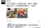 梦见狗活埋猫，周公解的深层含义