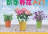 新手养花指南，选择适合的花种和布局