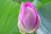 莲花山观音菩萨的灵性与求签法