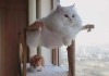 屋内养猫，禁忌与注意事项