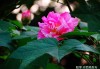 芙蓉花，富贵与的象征