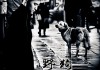 梦见野狗，预示与解析