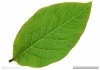 叶子名字，隐藏在植物中的吉凶密码