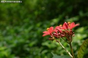 1996年生肖鼠运势，机遇与并存的 year