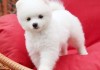 给博美犬宝宝起名字，既要可爱又要有意义