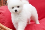 给博美犬宝宝起名字，既要可爱又要有意义