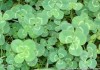 草花树，运气吉凶的神秘象征