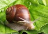 蜗牛宝宝，寓意美好，寓意深远