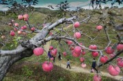 梦见摘苹果，预示周公解梦的解析与启示