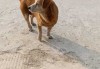 家，如何通过学提升家庭犬的运势与和谐