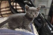 给蓝猫宝宝怎么取名
