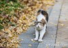 家庭养猫图片推荐，让猫咪与家更和谐