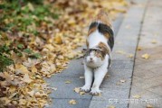 家庭养猫图片推荐，让猫咪与家更和谐